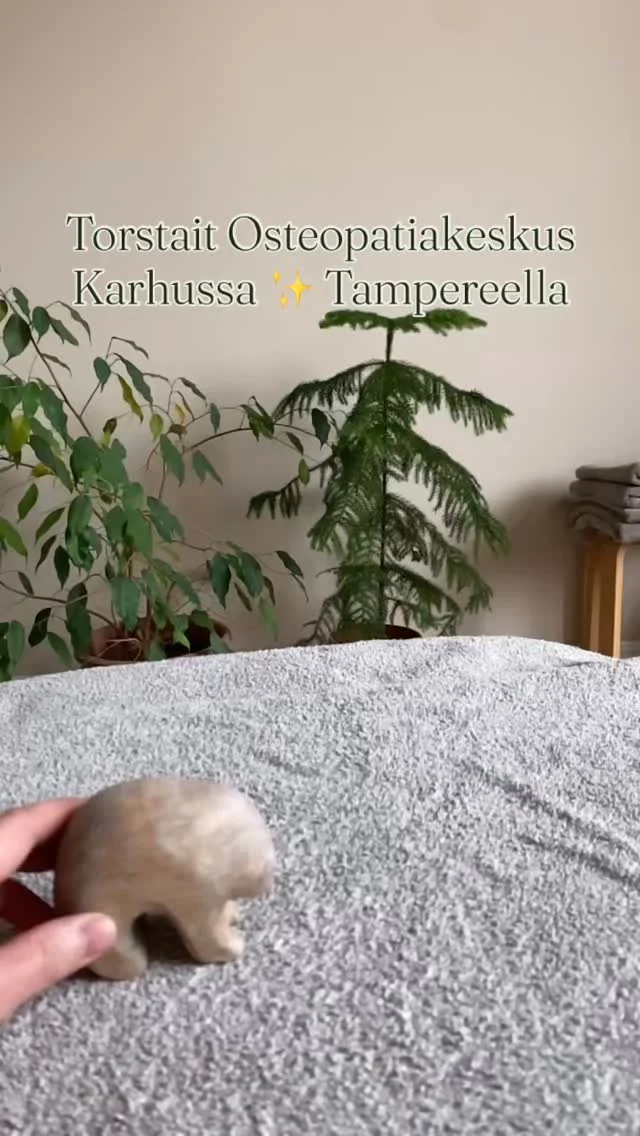 Torstait Tampereella ovat käynnistyneet mukavasti syksyn mittaan. Vastaanotolla on käynyt sekä aikuisia, että eri ikäisiä lapsia ja vauvoja. Kiitos kun tulette ja kiitos kaikille suosittelijoille!On ollut mukava työskennellä vaihteeksi ihan uudessa ympäristössä huipputyyppien kanssa @osteopatiakeskuskarhu ja jakaa huone kollegan ja perheystävän @ostmaurisyri kanssa 🙏🏻 Kiitos Karhun tehotiimi @epikarhune @jennisaraOsteopatiakeskus Karhu sijaitsee Tampereella Klingendahlin kiinteistössä, Pyhäjärvenkatu 5 A. Keskuksella työskentelee osteopaatteja ja hierojia.#osteopatia #lastenosteopatia #vauva2025